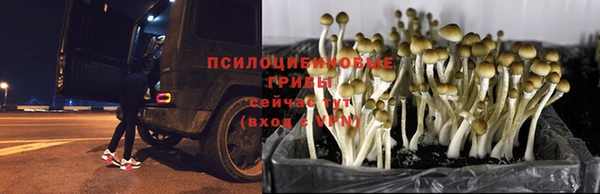 прущие крисы Абаза