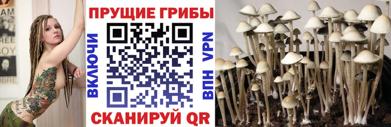 blacksprut ТОР  Болохово  Псилоцибиновые грибы GOLDEN TEACHER  купить  сайты 